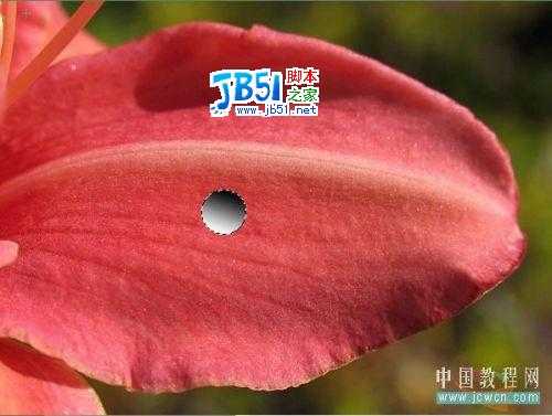 Photoshop给娇艳的花瓣增加透明露珠