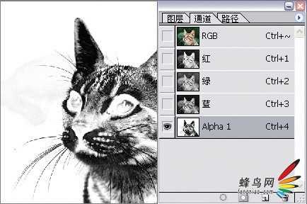 photoshop利用通道为猫咪画面选出主体