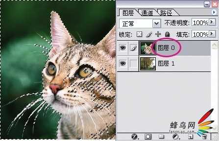 photoshop利用通道为猫咪画面选出主体