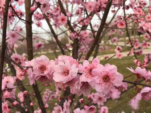 怎样拍摄樱花?春天樱花拍摄技巧