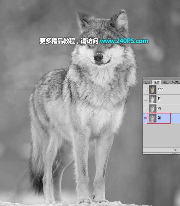 Photoshop巧用通道抠图快速完美抠出毛茸茸的雪中灰狼教程