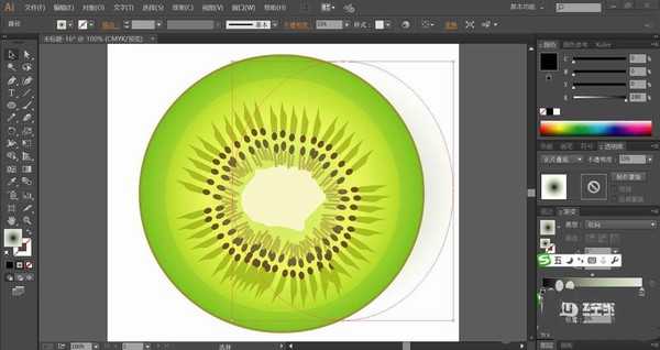 ai怎么画切开的猕猴桃图形? ai猕猴桃的画法